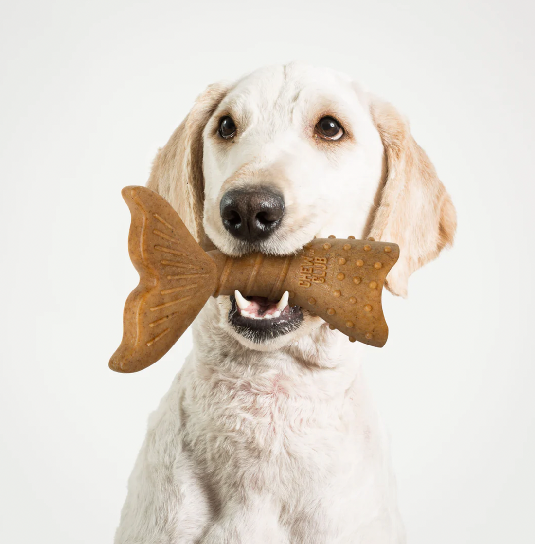 【Powerbone】The Ultimate Chew Toy - Twist Tail Dog 6"