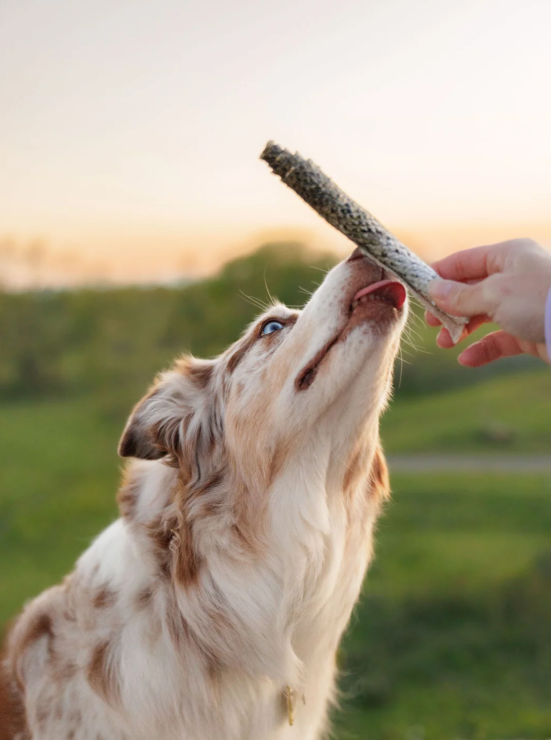 【Mimi & Soso】Dogs - Freeze Dried Treats - Atlantic Salmon Skin Rolls - 90g