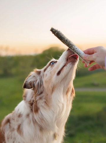 【Mimi & Soso】Dogs - Freeze Dried Treats - Atlantic Salmon Skin Rolls - 90g