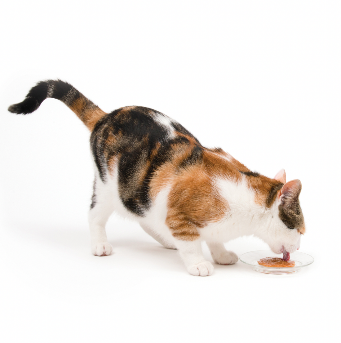 【Catit】Creamy Lickable Cat Treat - Salmon Flavour - 5 pack