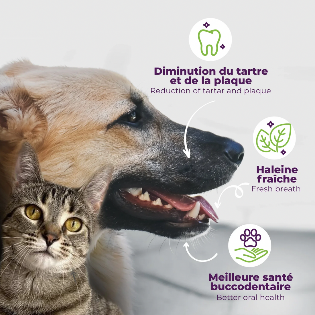 【Baci+】Buco+ Oral Health Dental Care for Cats & Dogs - 35g