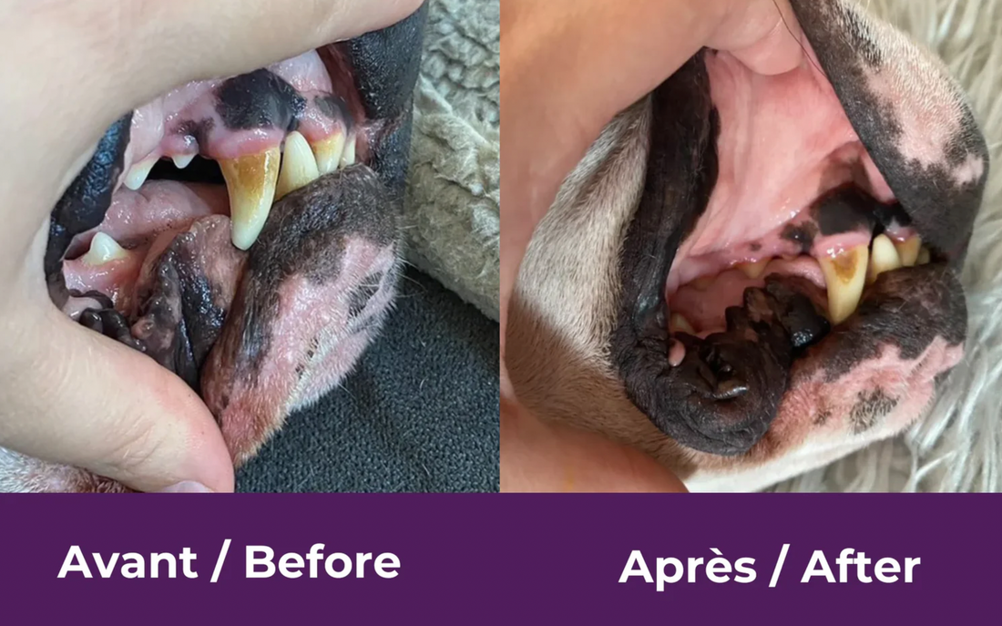 【Baci+】Buco+ Oral Health Dental Care for Cats & Dogs - 35g