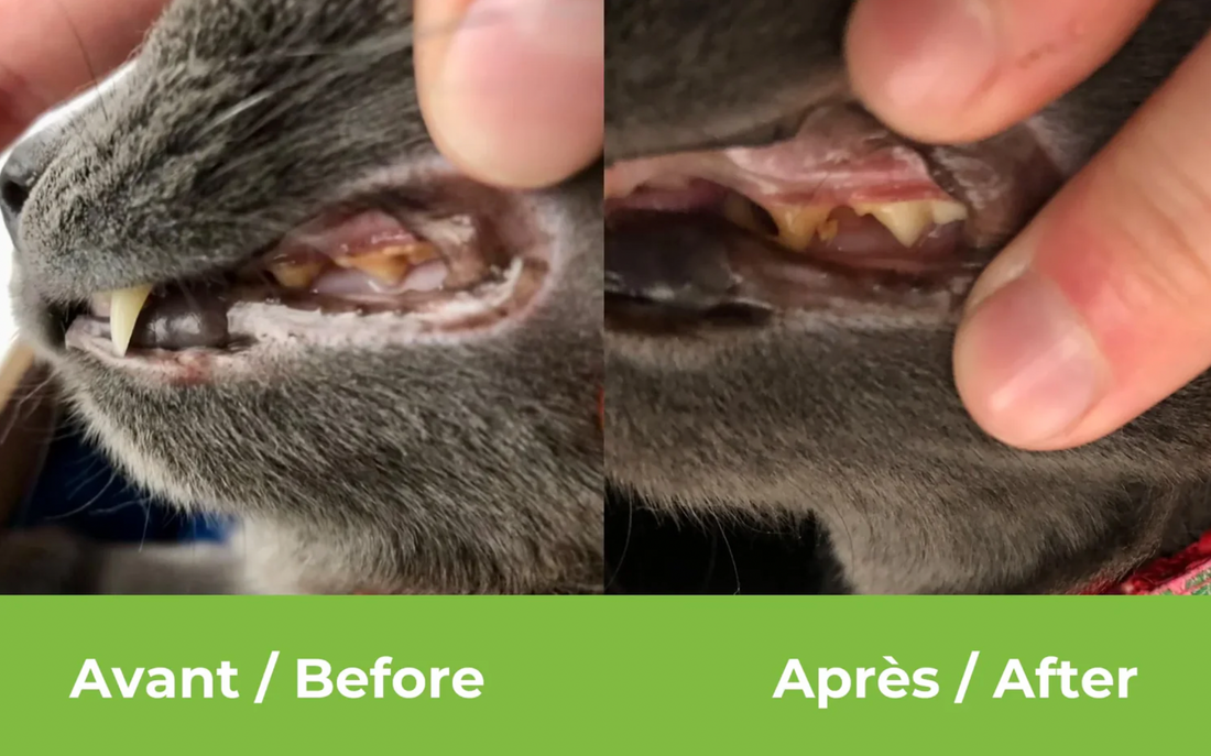【Baci+】Buco+ Oral Health Dental Care for Cats & Dogs - 35g