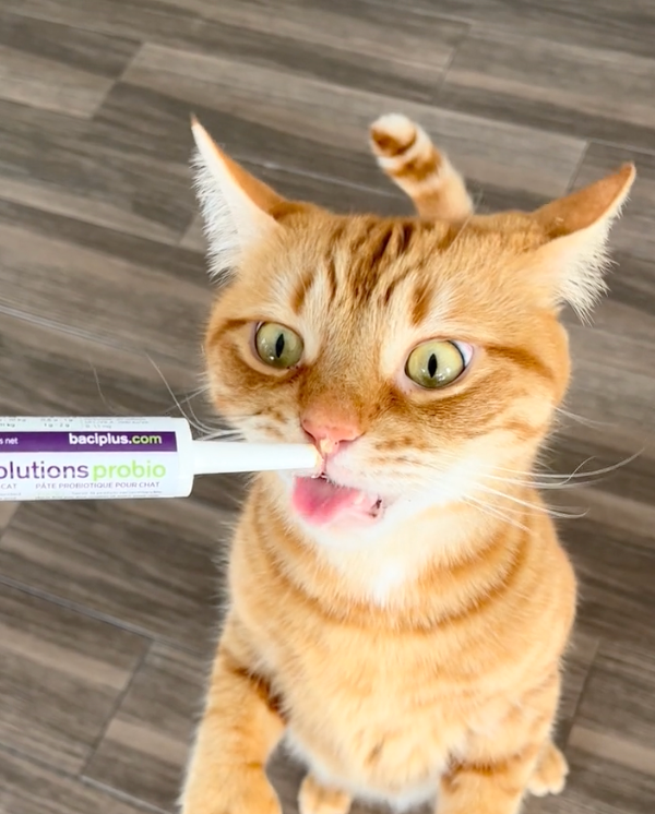 【Baci+】Probio+ Vivo Pre & Probiotic Paste For Cat - 15g Tube