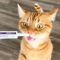 【Baci+】Probio+ Vivo Pre & Probiotic Paste For Cat - 15g Tube