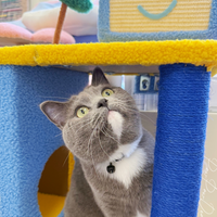 【PETSVILLE】Back to Work, Time to Relax – Cat Tree