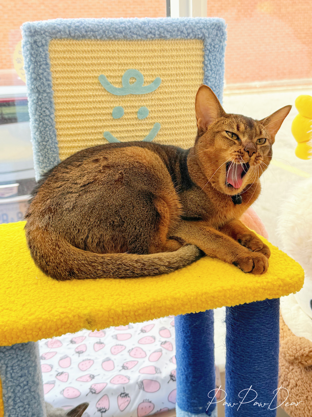 【PETSVILLE】Back to Work, Time to Relax – Cat Tree