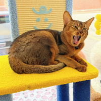 【PETSVILLE】Back to Work, Time to Relax – Cat Tree