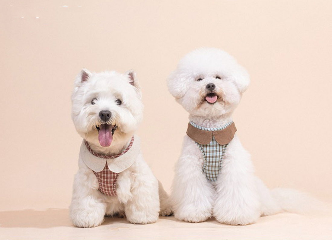 Plaid Parade - Plaid Leash & Harness