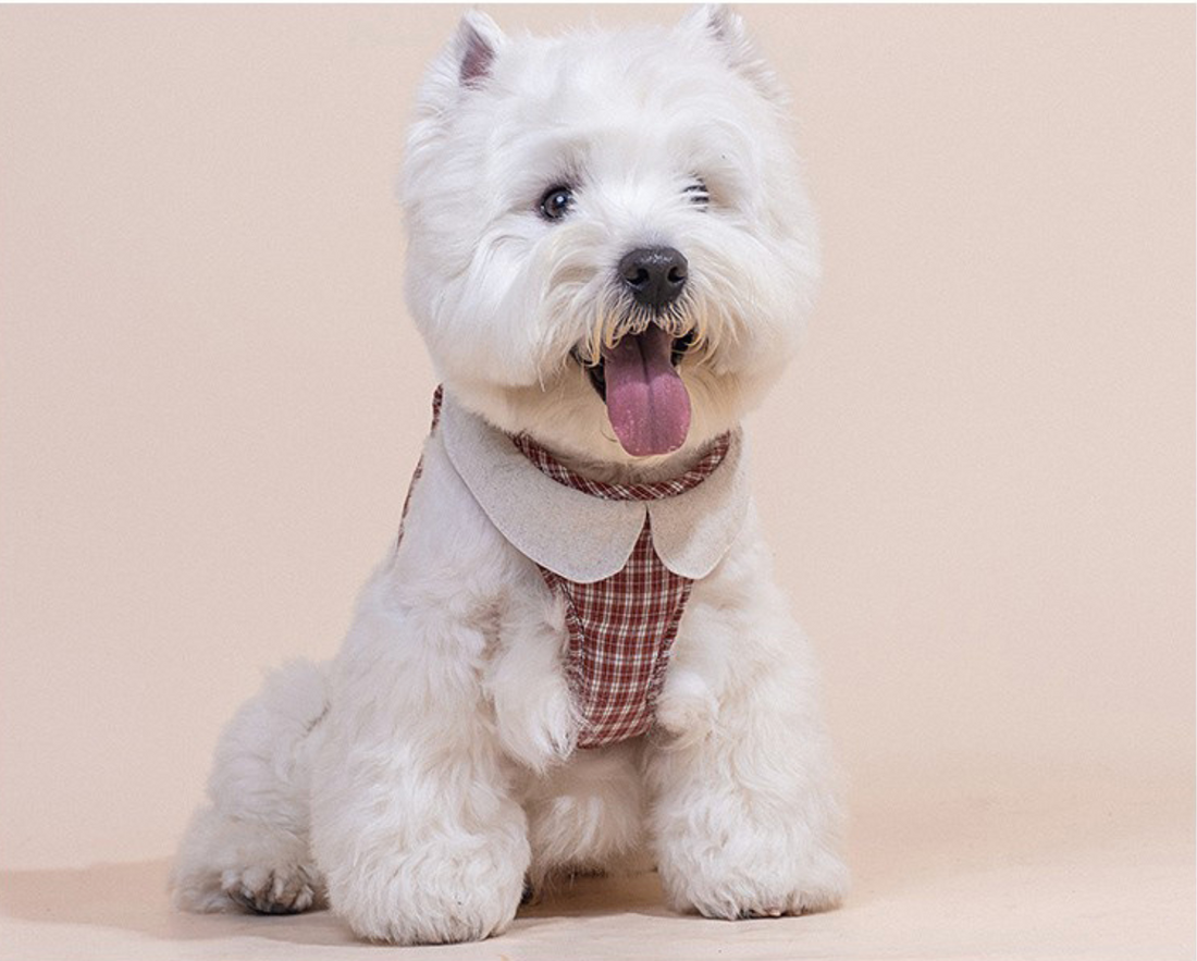 Plaid Parade - Plaid Leash & Harness