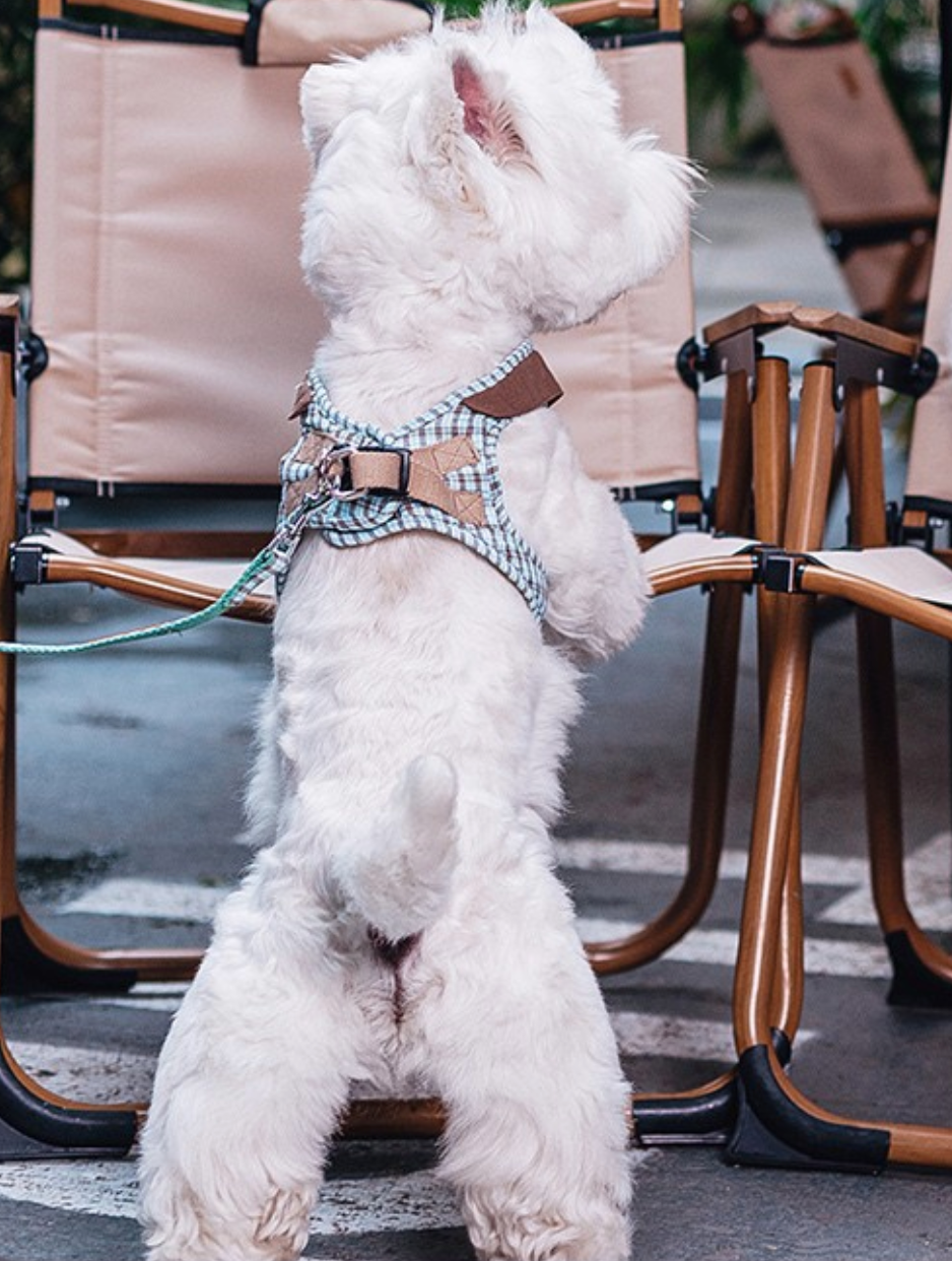 Plaid Parade - Plaid Leash & Harness