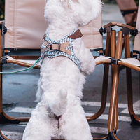 Plaid Parade - Plaid Leash & Harness