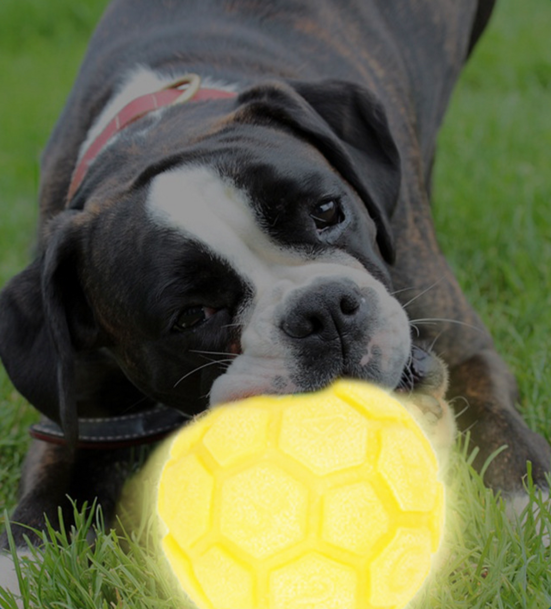 Light-Up Soccer Ball Dog Toy