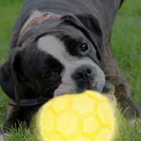 Light-Up Soccer Ball Dog Toy