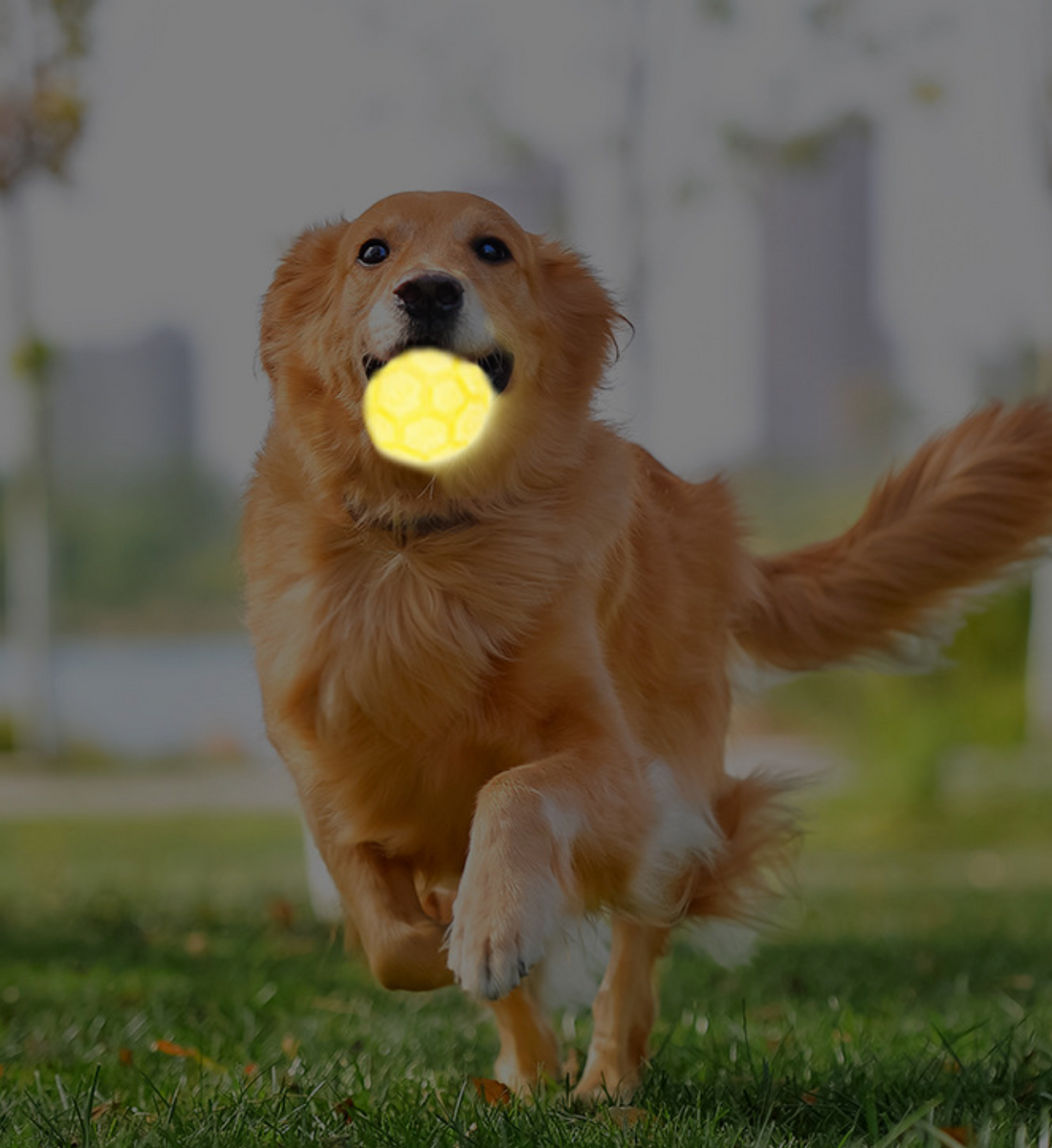 Light-Up Soccer Ball Dog Toy
