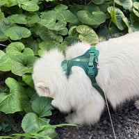 【EMPAWR】 Dog Harness - Green