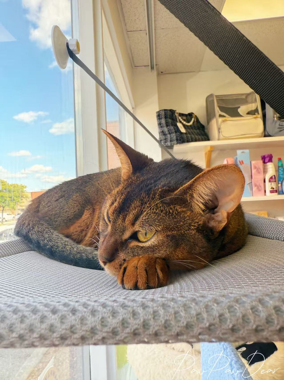 Hanging Cat Hammock – Single or Double Layer Options