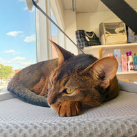 Hanging Cat Hammock – Single or Double Layer Options