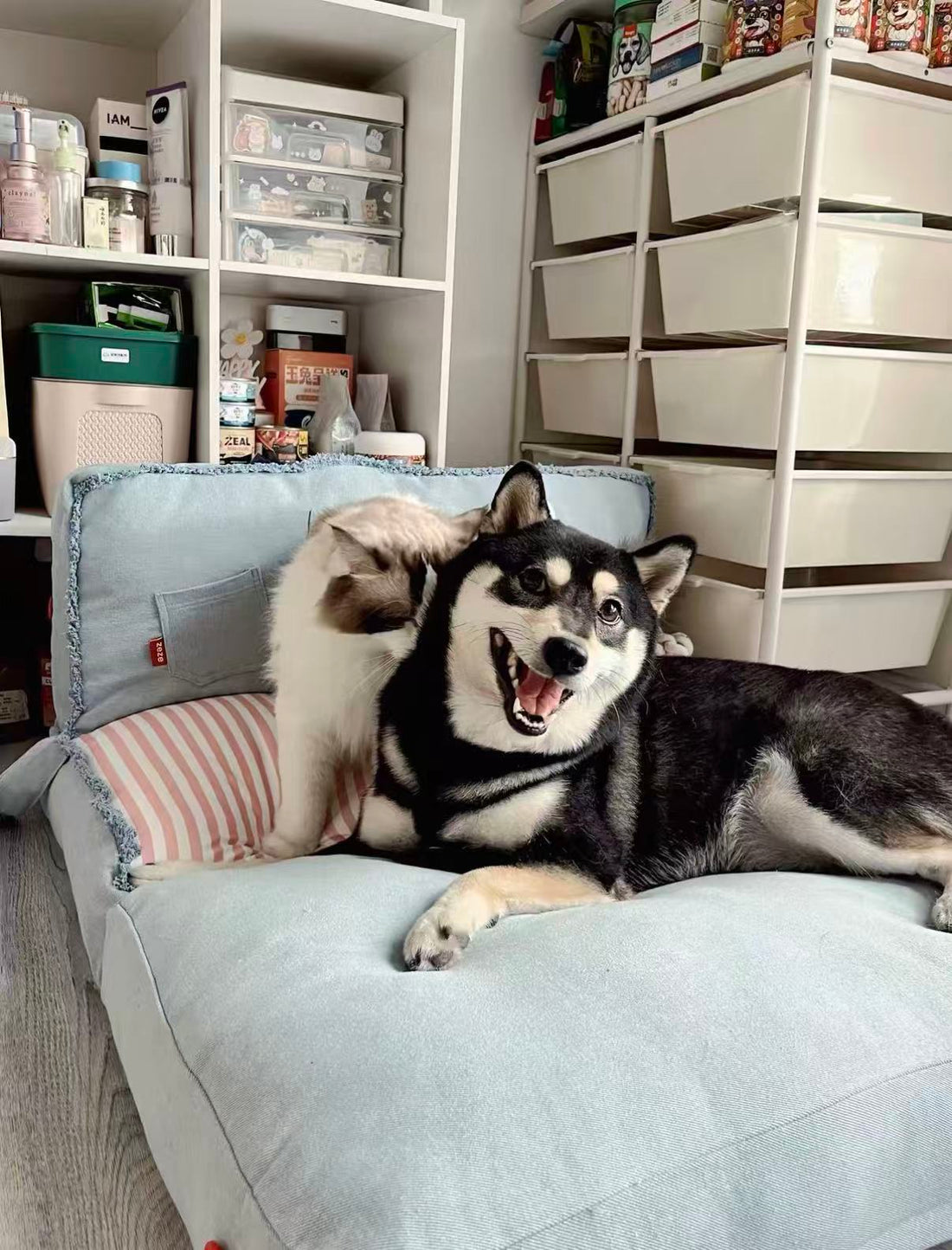 【Zeze】Foldable Denim Pet Sofa Bed