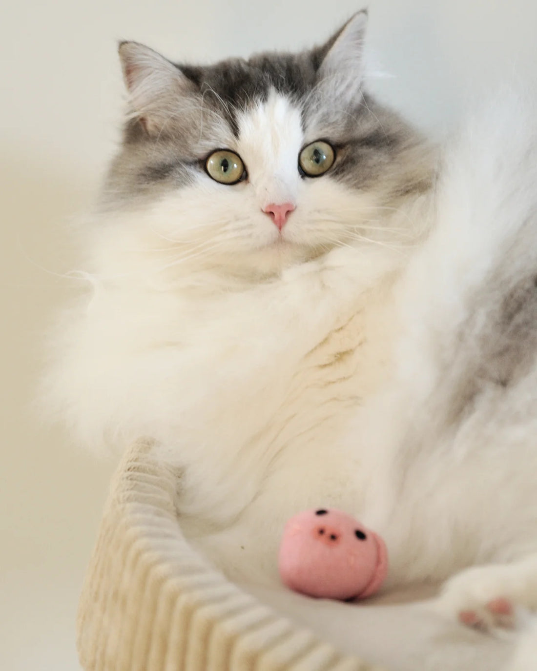 【Mori Cat】纯羊毛手工猫咪玩具