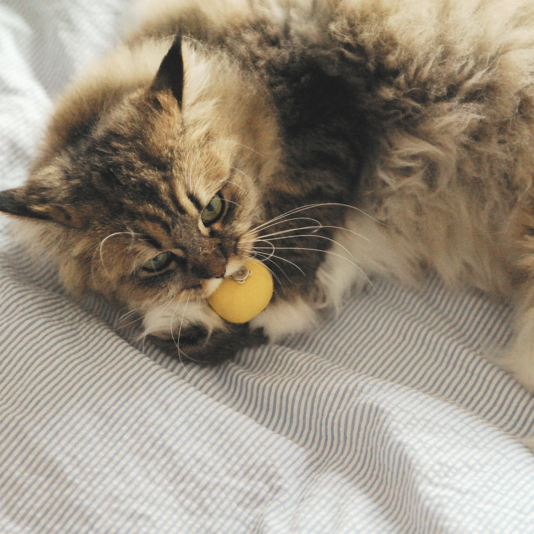 【Mori Cat】Wool Cat Toy