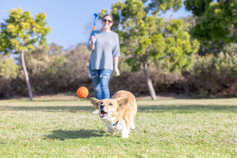 【Chuck it!】Fetch and Fold Mini Launcher