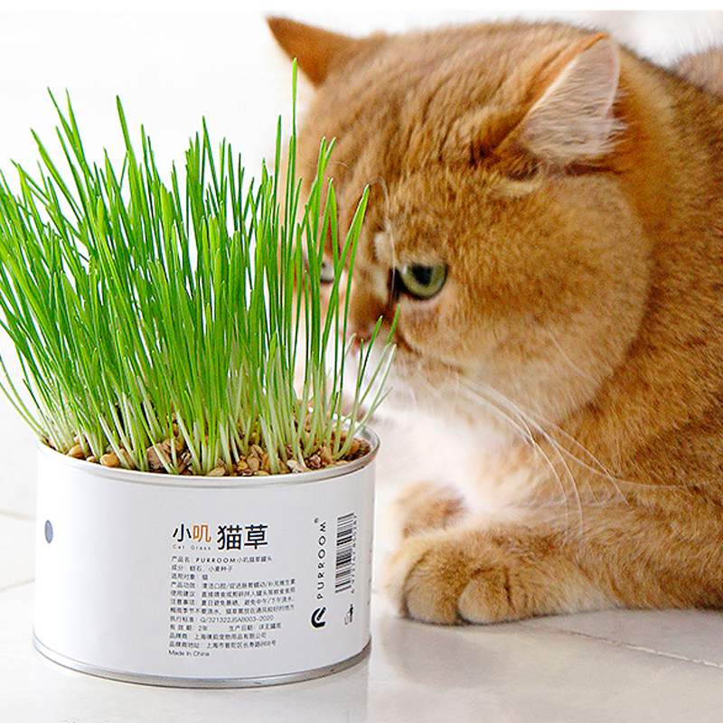 【PURROOM】Cat Grass