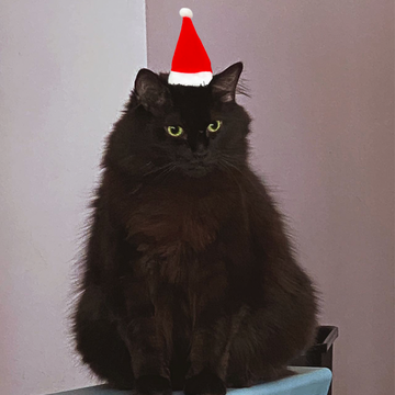 Christmas Santa Hat For Cat And Small Breed Dog