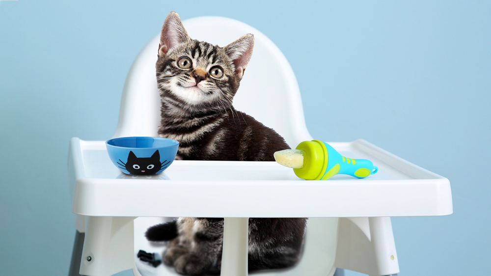 Fromm senior cat sales food