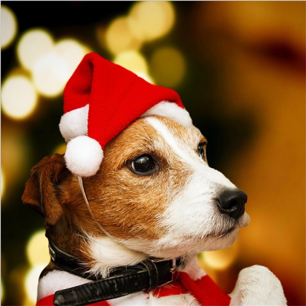 Christmas Santa Hat For Dog