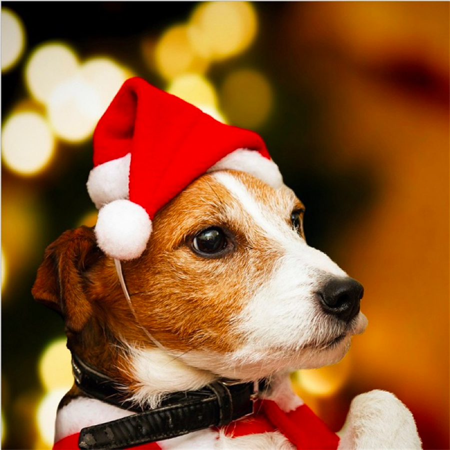 Christmas Santa Hat For Dog