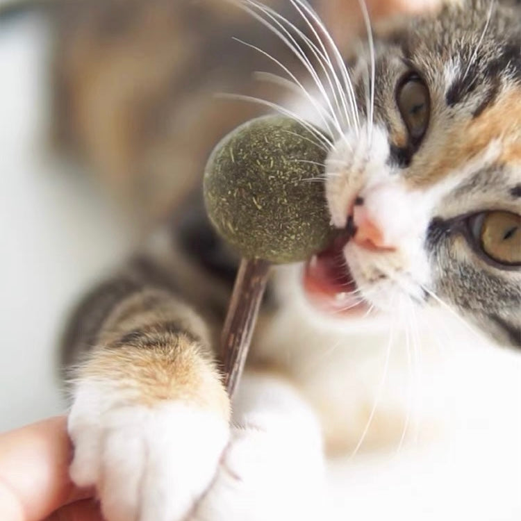 【PURROOM】Catnip Silvervine Cat Toy Candy Jar