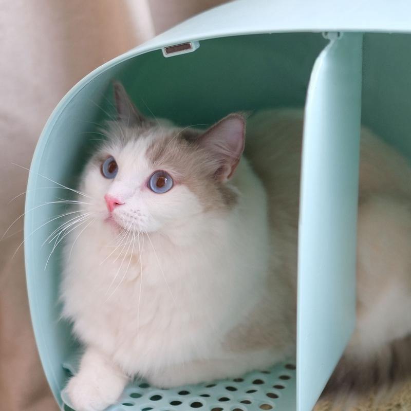 Makesure Cat Litter Box - BLUE - Pet Supplies - PawPawDear